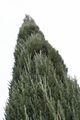 Juniperus scopulorum Blue Arrow-2 Jałowiec skalny